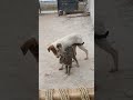 Dog And Cat Love