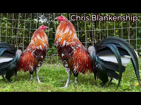 Beautiful Color Chicken Chris Blankenship Right Fork Farm