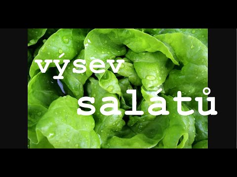 , title : 'výsev 🥬 salátů 🥬, přesazení 🥬 salátů 🥬'