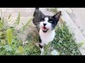 Tuxedo Cat Meowing Loudly For Food