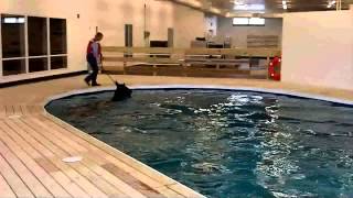 preview picture of video 'Equine Rehabilitation Center | Equine Swimming Pool Demo'