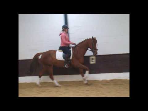 Coopa 5j. St. v. Idem d'Azur -for Sale- VB 9.000,- Euro