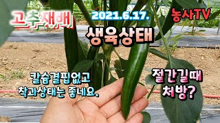 고추재배, 2021년 6월 17일 생육상태 착과 상태와 절간 길때 처방은?