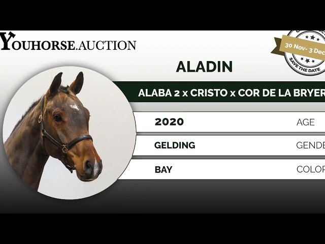 Aladin under the saddle