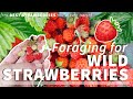 Foraging For Wild Strawberries