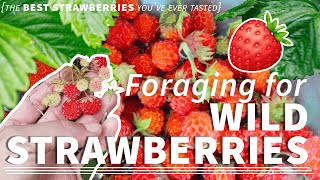 Foraging for Wild Strawberries 🍓