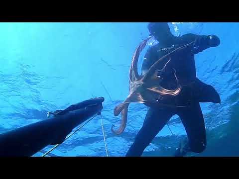 Sperafishing. Octopus fishing.