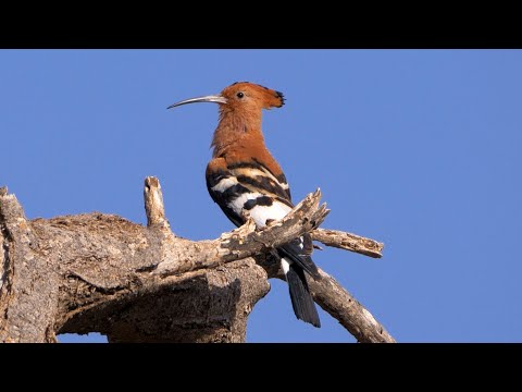 Hoopoe Calling