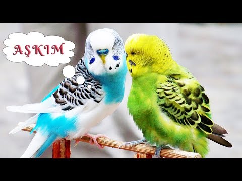 AŞKIM Ses Kaydı - Muhabbet Kuşu Konuşturma Eğitimi