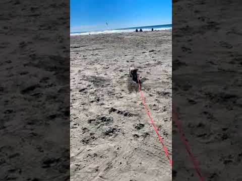 Jax @ the beach and frisbee