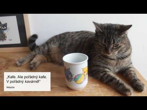 První umisťovací kočičí kavárna v Hradci Králové