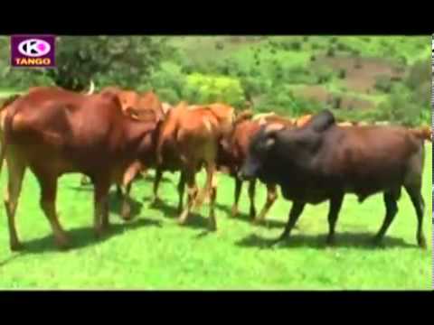 Fayyisaa Furii   Gowwee (Oromo Music)