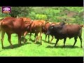Fayyisaa Furii Gowwee Oromo Music
