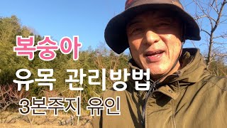 복숭아 유목 3본 주지로 키우는 방법