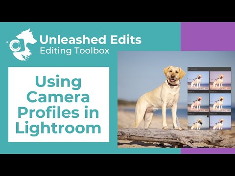 Using Camera Profiles in Lightroom - Pet Photography Editing