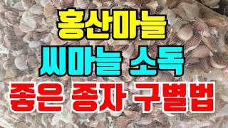 마늘소독할때 두가지 넣어야 합니다. 홍산마늘 좋은 씨종자 구별하는 방법