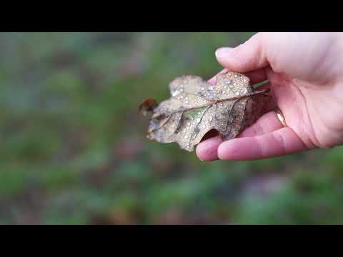 Fee Badenius - Alles was leuchtet (Offizielles Video)
