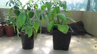 What to do if your Pepper Plant has Yellow Leaves