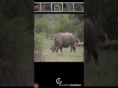 Animal Sounds - Free Android app | AppBrain Animal Sounds - Free Android app | AppBrain