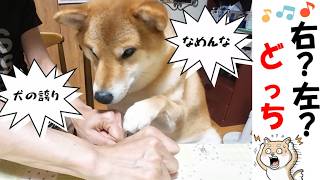 柴犬の嗅覚を検証！どっちだ？#犬のいる暮らし #どんぐり