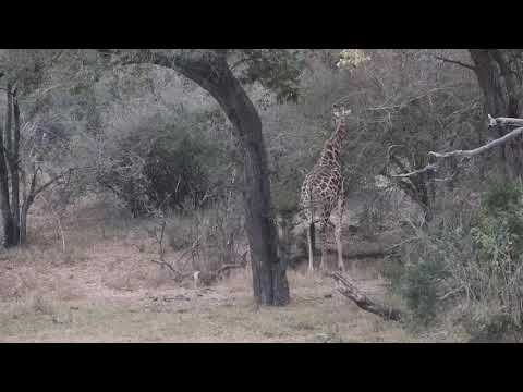 Djuma: Giraffe feeding - 05:44 - 09/06/20