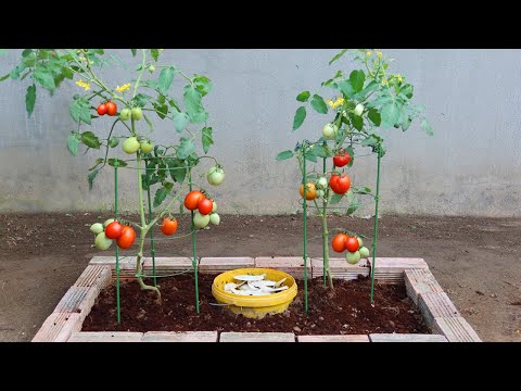 Let s grow bitter melon for your family this way it s very fruity and easy to make