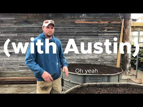 It's Worth a Grow: Vitex (Chaste Tree)