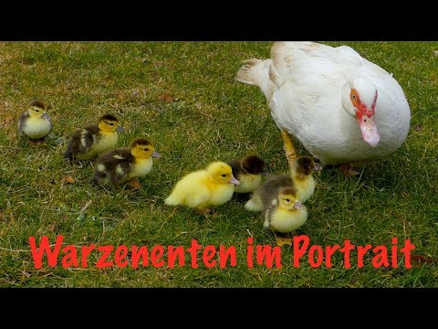 , title : 'Warzenenten im Rasseportrait - Alte Nutztierrassen Folge 10 - Naturbrut, Farbschläge, Haltung, Zucht'