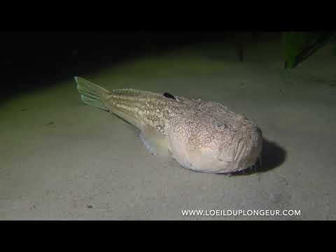 Uranoscopus scaber