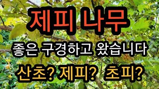 #제피 #산초 #마라 #향신료