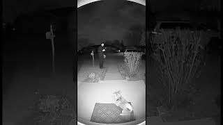 🐕 Курьер отбил пса от койотов! | кадры @RingCamera