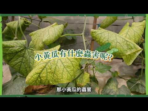 種小黃瓜不順利？｜ #儲備植物醫師來解答 【防檢署APHIA】