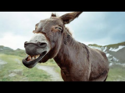 Vidéos d'ânes les plus drôles pour vous faire rire ! animaux drôles 2025