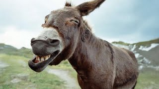 Vidéos d'ânes les plus drôles pour vous faire rire ! animaux drôles 2025