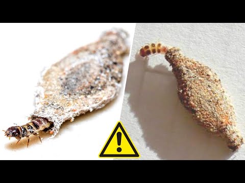 10 Curious Insects That Live in Your House - Are They Dangerous or Harmless?