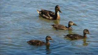 Kristy Starling - I Need You