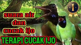 Download lagu terapi cucak ijo macet bunyi, cara atasi cucak ijo stres bisu drop macet bunyi, pagi dan malam hari mp3 Download lagu terapi cucak ijo macet bunyi, cara atasi cucak ijo stres bisu drop macet bunyi, pagi dan malam hari mp3
