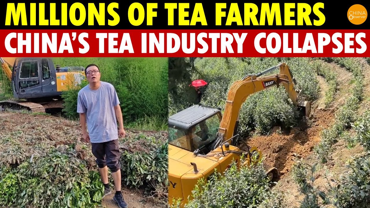 Million Tea Farmers Cry! China’s Tea Industry Collapses, A Large Number of Tea Gardens Abandoned