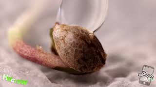 How to Fix Helmet Head - Help! My Seed Shell is Stuck!??!?!? Seedling Issues