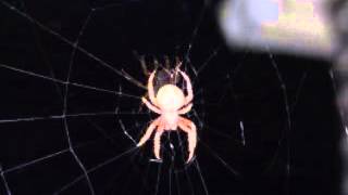 Ozric Tentacles - Attack of the Vapours (04.06.2012)