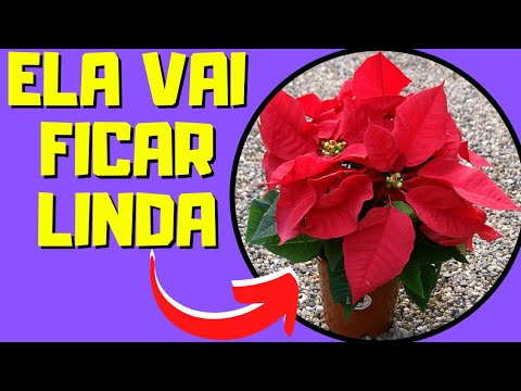 Flor do natal como cuidar