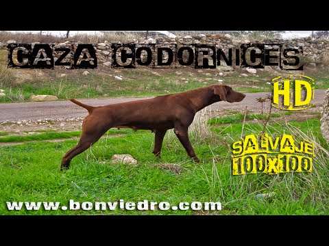 CAZA de CODORNICES con Kai #7 | QUAIL HUNTING | HD