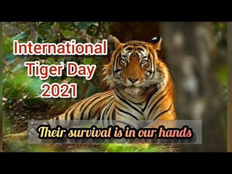 International Tiger Day 2021 | Global Tiger Day - Their Survival Is In Our Hands