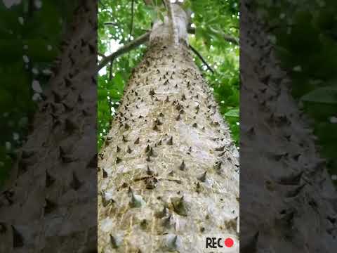 Extraordinary slow motion video of Shimul tree 🌲 Beauty of village nature