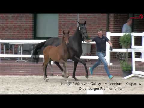 Nachzuchtbewertung GALAXY 2020