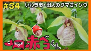 いわき市・田人のクマガイソウ「日曜日の赤ベコくん」#34