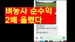 벼 농사 순수익 2배 올렸다 -실제 사례와 고품질 다수확 재배법  [1부]2020년 실제 다수확 사례들