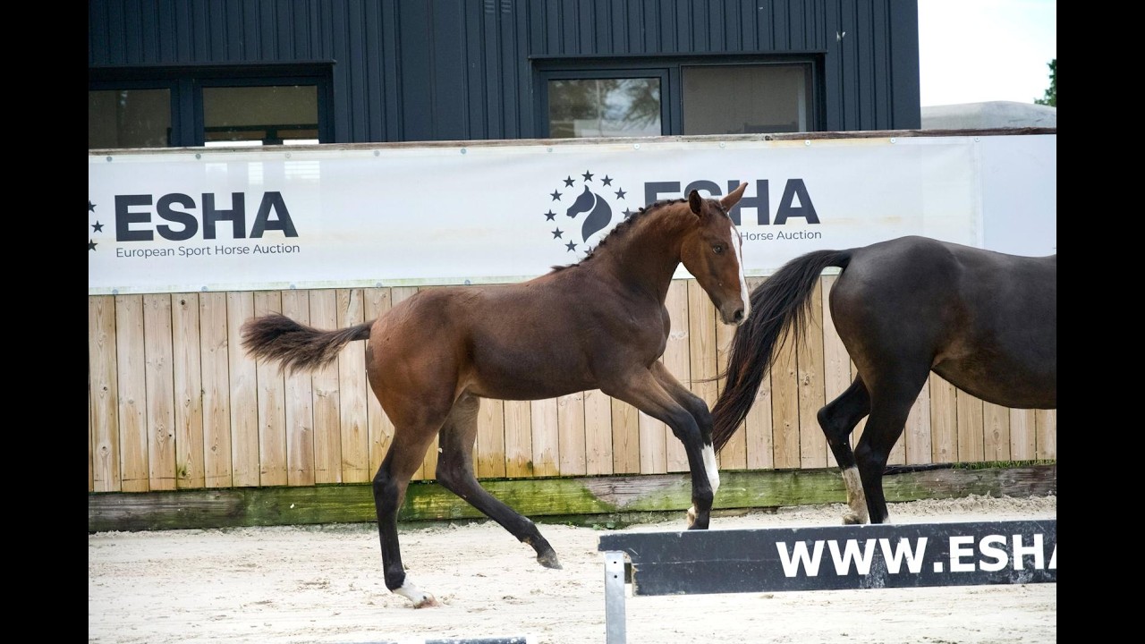 Caspernette W&C Z (CASPER DU CACHE POT Z x CORNET OBOLENSKY) video 1