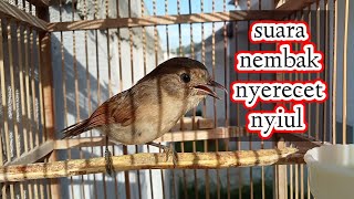 Download lagu Flamboyan gacor nyuling nyerecet cocok buat pancingan tiap pagi mp3