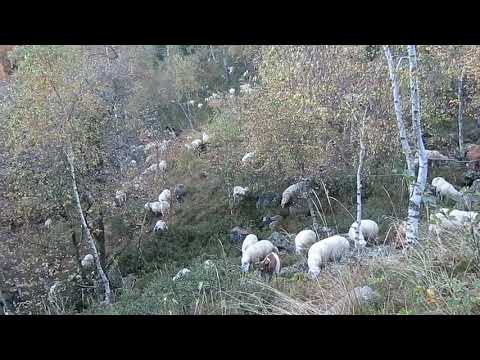 Baffidigatto, pecore e capre (alba all'Oasi Zegna)